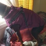PetGishi™ Dog jacket With Built-in Harness photo review