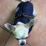 PetGishi™ Dog jacket With Built-in Harness photo review