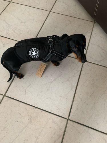 PetGishi™ Dog jacket With Built-in Harness photo review
