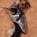 PetGishi™ Dog jacket With Built-in Harness photo review