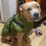 PetGishi™ Dog jacket With Built-in Harness photo review