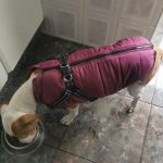 PetGishi™ Dog jacket With Built-in Harness photo review