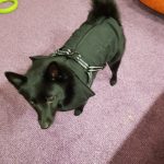 PetGishi™ Dog jacket With Built-in Harness photo review