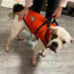 PetGishi™ Dog jacket With Built-in Harness photo review