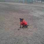 PetGishi™ Dog jacket With Built-in Harness photo review