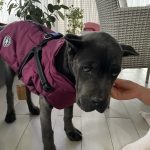 PetGishi™ Dog jacket With Built-in Harness photo review