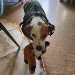PetGishi™ Dog jacket With Built-in Harness photo review