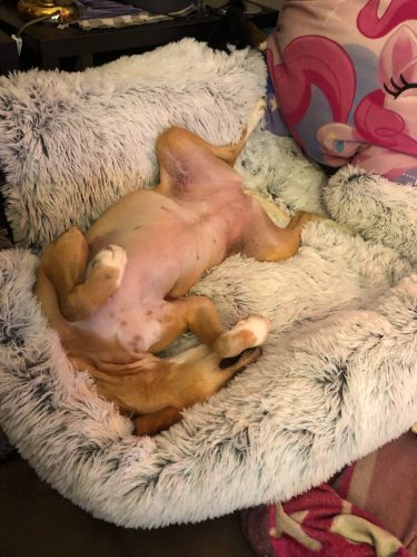 Pupniture&trade; Protector Calming Pet Bed photo review