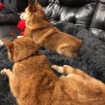 Pupniture™ Protector Calming Pet Bed photo review