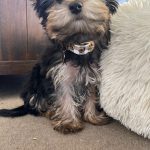 PetGishi™ Dog jacket With Built-in Harness photo review