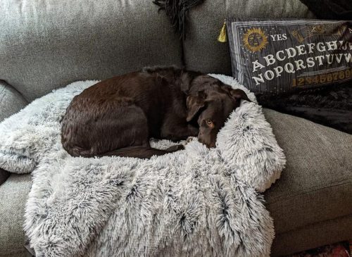 Pupniture&trade; Protector Calming Pet Bed photo review