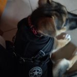 PetGishi™ Dog jacket With Built-in Harness photo review