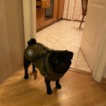 PetGishi™ Dog jacket With Built-in Harness photo review