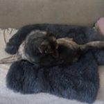 Pupniture™ Protector Calming Pet Bed photo review