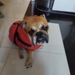 PetGishi™ Dog jacket With Built-in Harness photo review