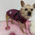 PetGishi™ Dog jacket With Built-in Harness photo review