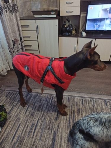 PetGishi™ Dog jacket With Built-in Harness photo review