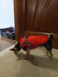 PetGishi™ Dog jacket With Built-in Harness photo review