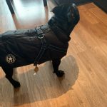 PetGishi™ Dog jacket With Built-in Harness photo review