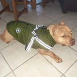 PetGishi™ Dog jacket With Built-in Harness photo review