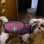 PetGishi™ Dog jacket With Built-in Harness photo review