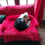 Pupniture&trade; Protector Calming Pet Bed photo review