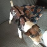 PetGishi™ Dog jacket With Built-in Harness photo review