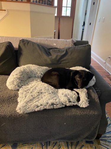 Pupniture&trade; Protector Calming Pet Bed photo review