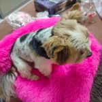 Pupniture™ Protector Calming Pet Bed photo review