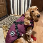 PetGishi™ Calming Dog jacket With Built-in Harness photo review