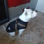 PetGishi™ Dog jacket With Built-in Harness photo review
