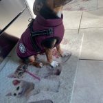 PetGishi™ Dog jacket With Built-in Harness photo review