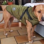 PetGishi™ Dog jacket With Built-in Harness photo review