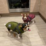 PetGishi™ Dog jacket With Built-in Harness photo review