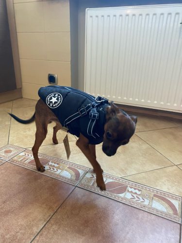 PetGishi™ Dog jacket With Built-in Harness photo review