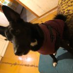 PetGishi™ Dog jacket With Built-in Harness photo review
