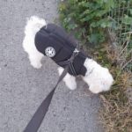 PetGishi™ Dog jacket With Built-in Harness photo review