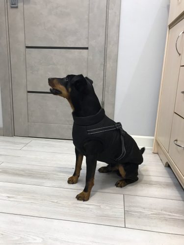 PetGishi™ Dog jacket With Built-in Harness photo review