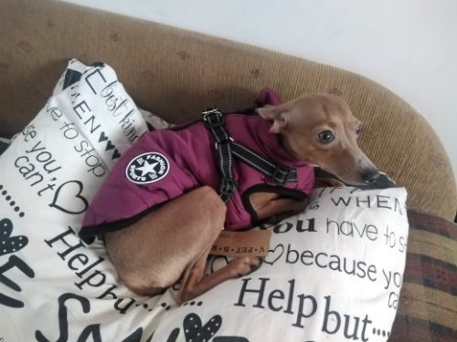 PetGishi™ Dog jacket With Built-in Harness photo review