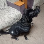 PetGishi™ Dog jacket With Built-in Harness photo review