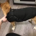 PetGishi™ Dog jacket With Built-in Harness photo review