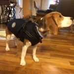 PetGishi™ Dog jacket With Built-in Harness photo review