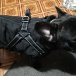 PetGishi™ Dog jacket With Built-in Harness photo review