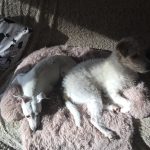 Pupniture&trade; Protector Calming Pet Bed photo review