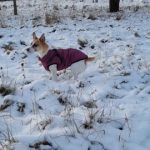 PetGishi™ Dog jacket With Built-in Harness photo review