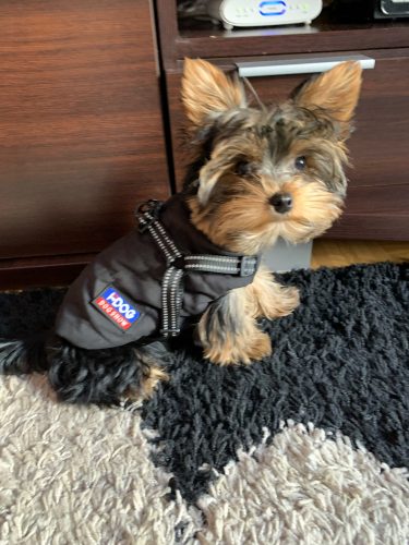 Click to view full screen PetGishi™ Dog jacket With Built-in Harness photo review