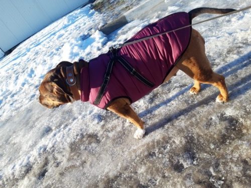 PetGishi™ Dog jacket With Built-in Harness photo review