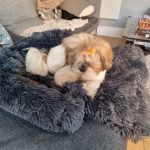 Pupniture&trade; Protector Calming Pet Bed photo review