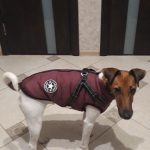 PetGishi™ Dog jacket With Built-in Harness photo review