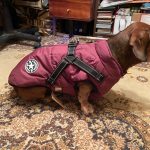 PetGishi™ Dog jacket With Built-in Harness photo review